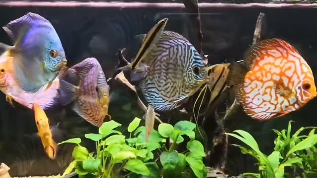 Аквариум с дискусами и скаляриями от Галина Тончева смотреть онлайн