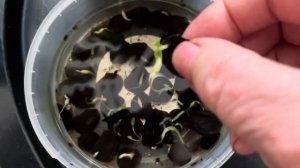 Идеальный способ размножения гиппеаструмов