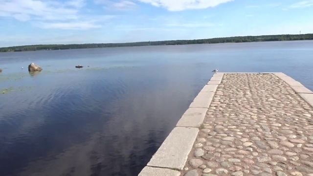 озёрные чайки Выборга. смотреть онлайн
