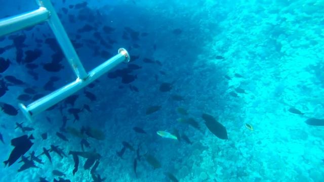 15th January 2021. Underwater video from the Red sea Egypt смотреть онлайн