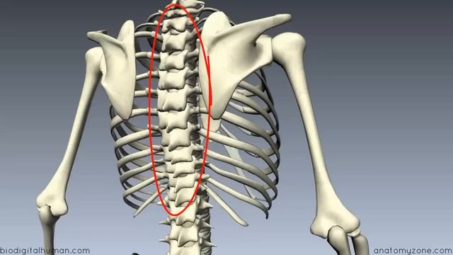 Bones of the Thoracic Wall - 3D Anatomy Tutorial смотреть онлайн