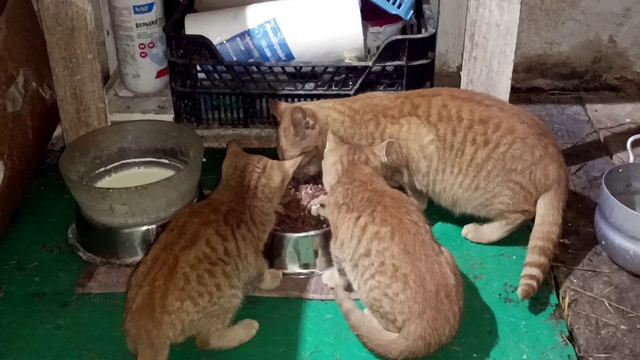 БУДНИ В УСАДЬБЕ смотреть онлайн