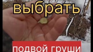 Выбрать подвой груши.
