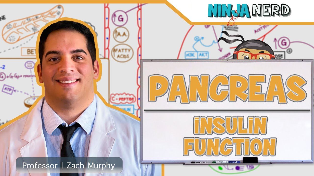Endocrinology | Pancreas: Insulin Function смотреть онлайн