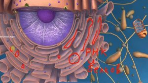 Рибосомы. Строение клетки.ЕГЭ -биология.Цитология. Что такое рибосома
