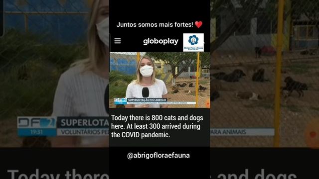 ABRIGO FLORA E FAUNA - DONATION FOR BRAZILIAN ABANDONED DOG CARE CENTER смотреть онлайн