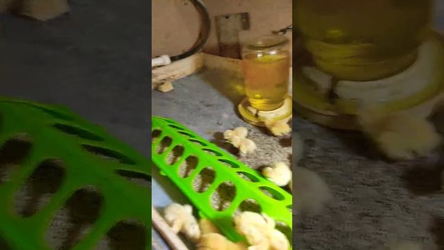 результат инкубации техасского бройлера /мясояицвые белае перепела смотреть онлайн