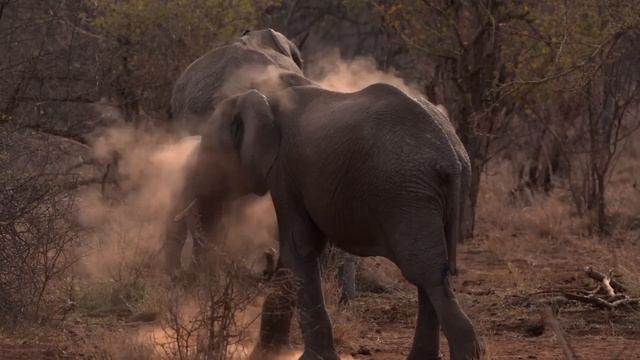 MAJESTIC WILDLIFE OF MADIKWE | Jewel of South Africa смотреть онлайн