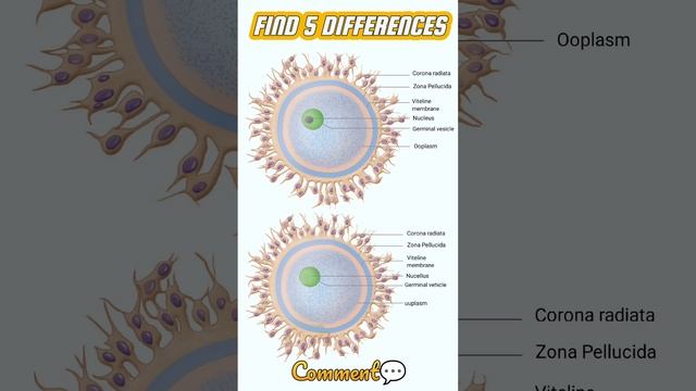 FIND 5 DIFFERENCES IN HUMAN OVUM #biology #12thzoology смотреть онлайн