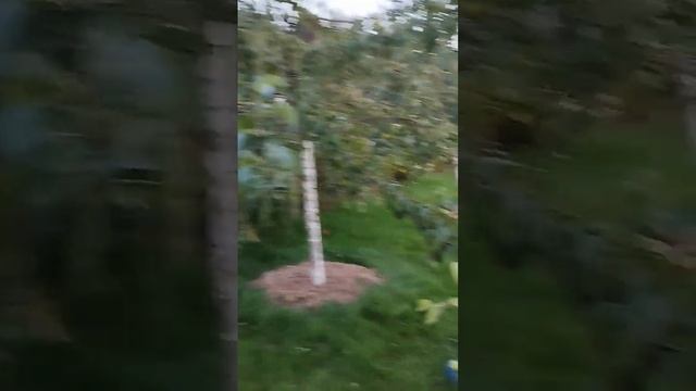 Осы и груши смотреть онлайн