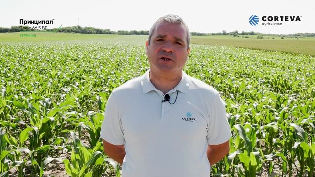 ХЕРБИЦИДИТЕ В ЦАРЕВИЦА ОТ КОРТЕВА АГРИСАЙЪНС - ГАРАНТИРАНО ЕФИКАСНИ смотреть онлайн