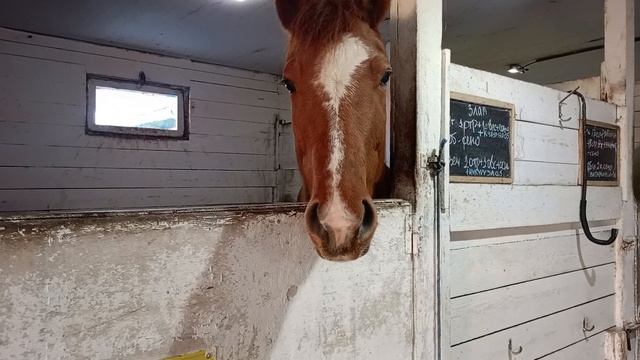 Иппотерапия смотреть онлайн