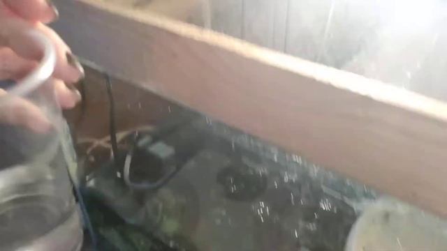 Аквариумный рак ♋ смотреть онлайн