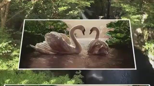 Лебединая душа...исп. Андрей Бандера смотреть онлайн