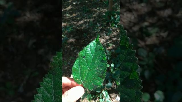 Os perigos da Urtiga (Urtica dioica) ao entrar em contato com a pele ⚠️ смотреть онлайн