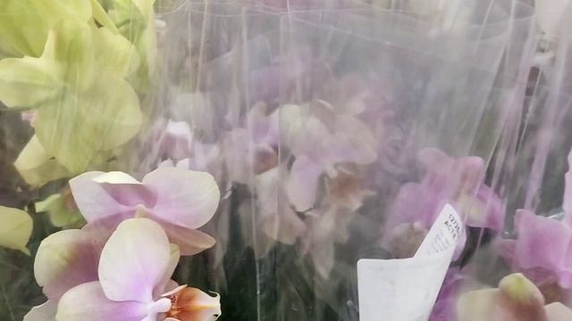 30.04.24г.Поставка орхидей в Леруа Картмазово Москва Киевское шоссе. смотреть онлайн