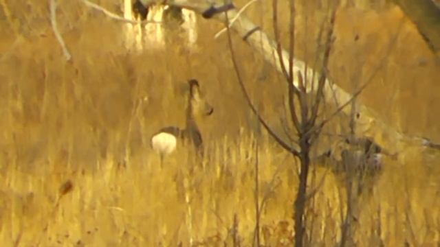 СИБИРСКИЕ КОСУЛИ(самцы) РЕШИЛИ НЕ РИСКОВАТЬ ВСТРЕЧЕЙ... смотреть онлайн