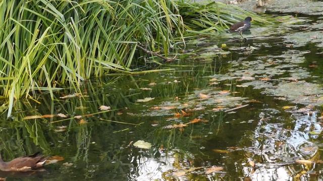 Утки в пруду смотреть онлайн