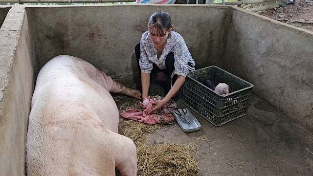 Mother pig almost lost her life while giving birth. Miraculously, the piglets were born. (Ep 208). смотреть онлайн