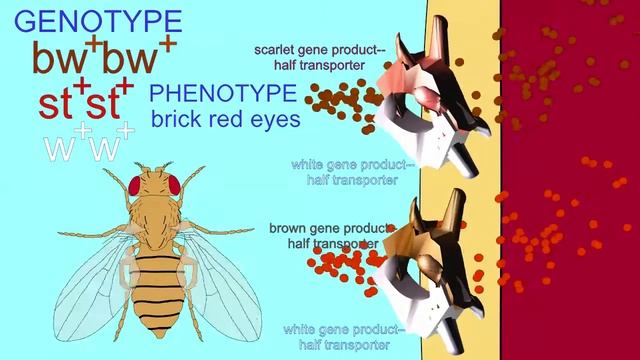 DROSOPHILA EYE COLOR: white, brown, scarlet GENES; ABC TRANSPORTERS: WILD TYPE смотреть онлайн