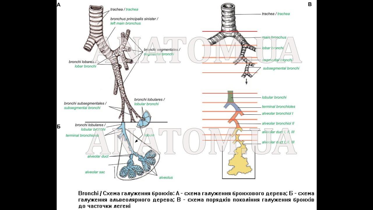 177. Бронхи - AnatomUa - AUDIO смотреть онлайн
