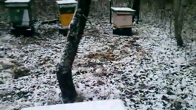 Пчеловодство. Пасека с. Белавино. Занос пчёл в зимовник.