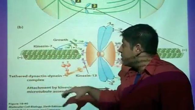 Anaphase A and B смотреть онлайн