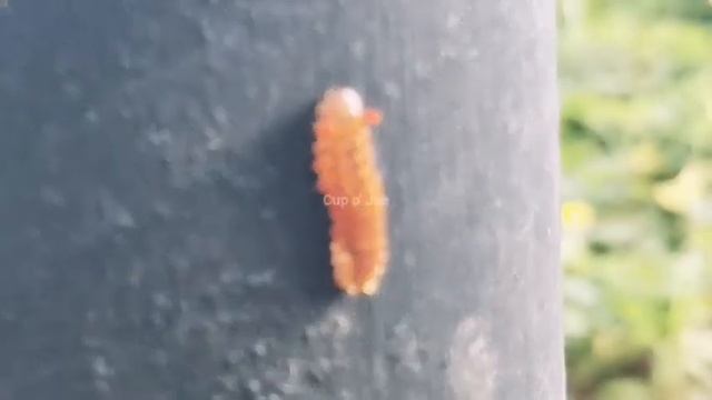 Flora and Fauna on COJ Island (5) смотреть онлайн