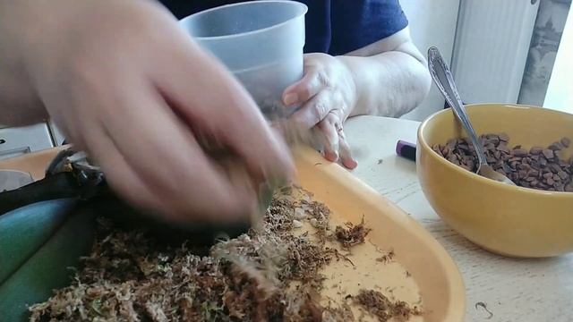 Классическая пересадка орхидеи-подростка. Первый полив после пересадки. Циркон. смотреть онлайн