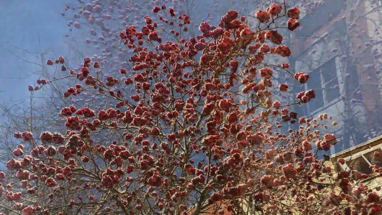 Зимняя сказка//Вот это денек смотреть онлайн