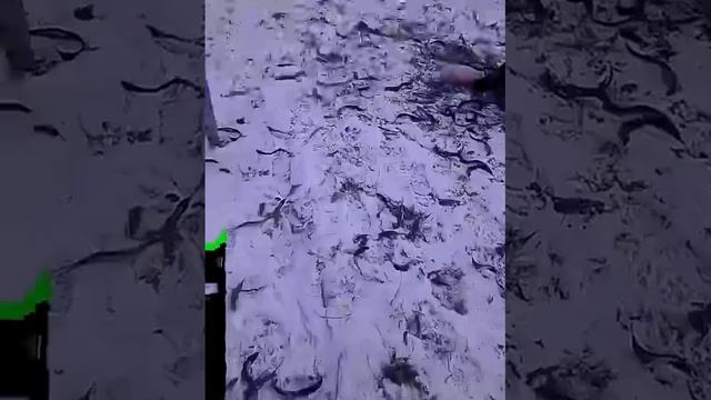 Дрессировка собак Нем овч Вольф учится охранять вещи смотреть онлайн