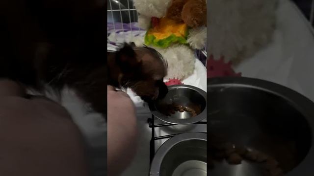 Адаптация второй собаки в семье, с очент не простой старшей собакой. смотреть онлайн