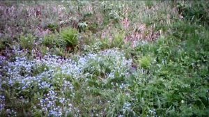 ЛИСА   ВТОРОЙ СЕЗОН  2