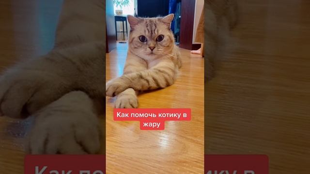 Как помочь котику в жару смотреть онлайн