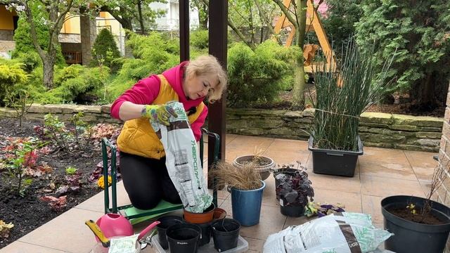 Как пересадить и разделить власовидную осоку🌾пришлось еще и лечить 💉 смотреть онлайн