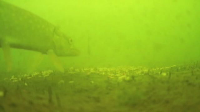 РЕАКЦИЯ ЩУКИ НА ОКУНЕВУЮ БЛЕСНУ ПО ПЕРВОМУ ЛЬДУ. Подводная съемка, 5 метров смотреть онлайн