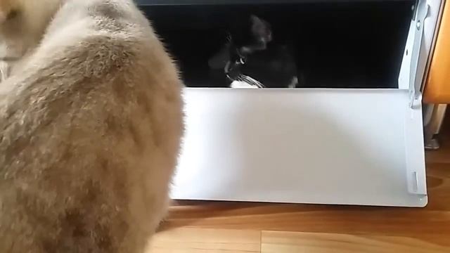 Домовенок Кузя живет в плите))) смотреть онлайн