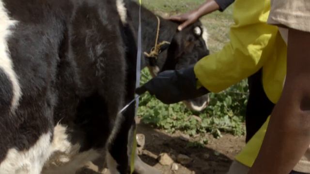 Shamba Shape Up Sn 11 - Ep 17: Pyrethrum, Pests & diseases, Cows, Sheep and Farmers phone (English) смотреть онлайн