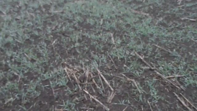 Озимый ячмень прямого посева после заморозков смотреть онлайн