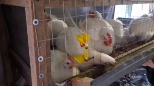 бройлер турция 2021   взвешивание в два месяца