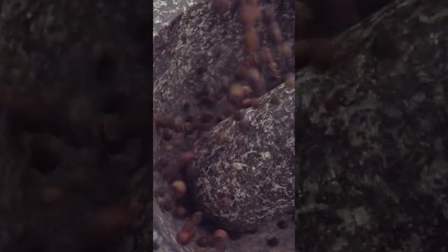 Black Pepper - The most important spice in the world смотреть онлайн