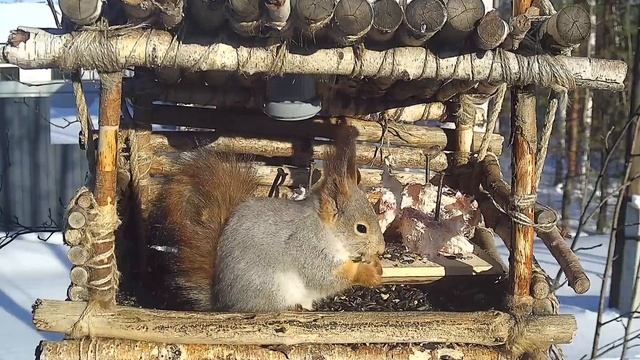 Дятел ждет пока белка откушает и освободит кормушку. смотреть онлайн