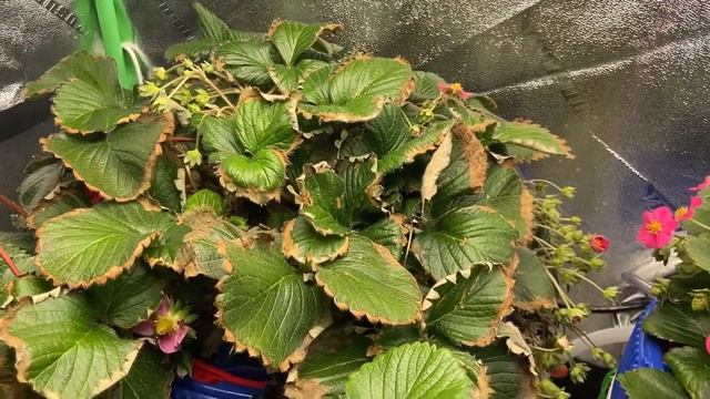 Growing indoor hydroponic strawberries: tips and tricks смотреть онлайн