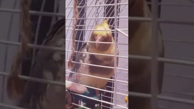 Карелла красиво поёт смотреть онлайн