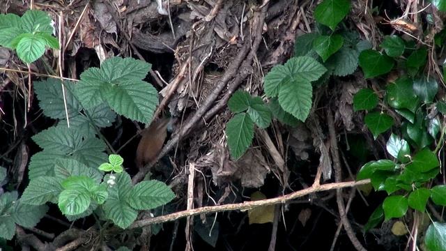 Willow Brook Wrens - Fledging !!! - 2020 смотреть онлайн