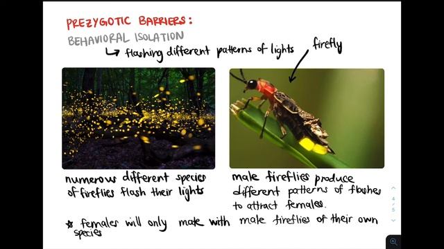 REPRODUCTIVE ISOLATION (PREZYGOTIC & POSTZYGOTIC BARRIERS)/ SPECIATION смотреть онлайн