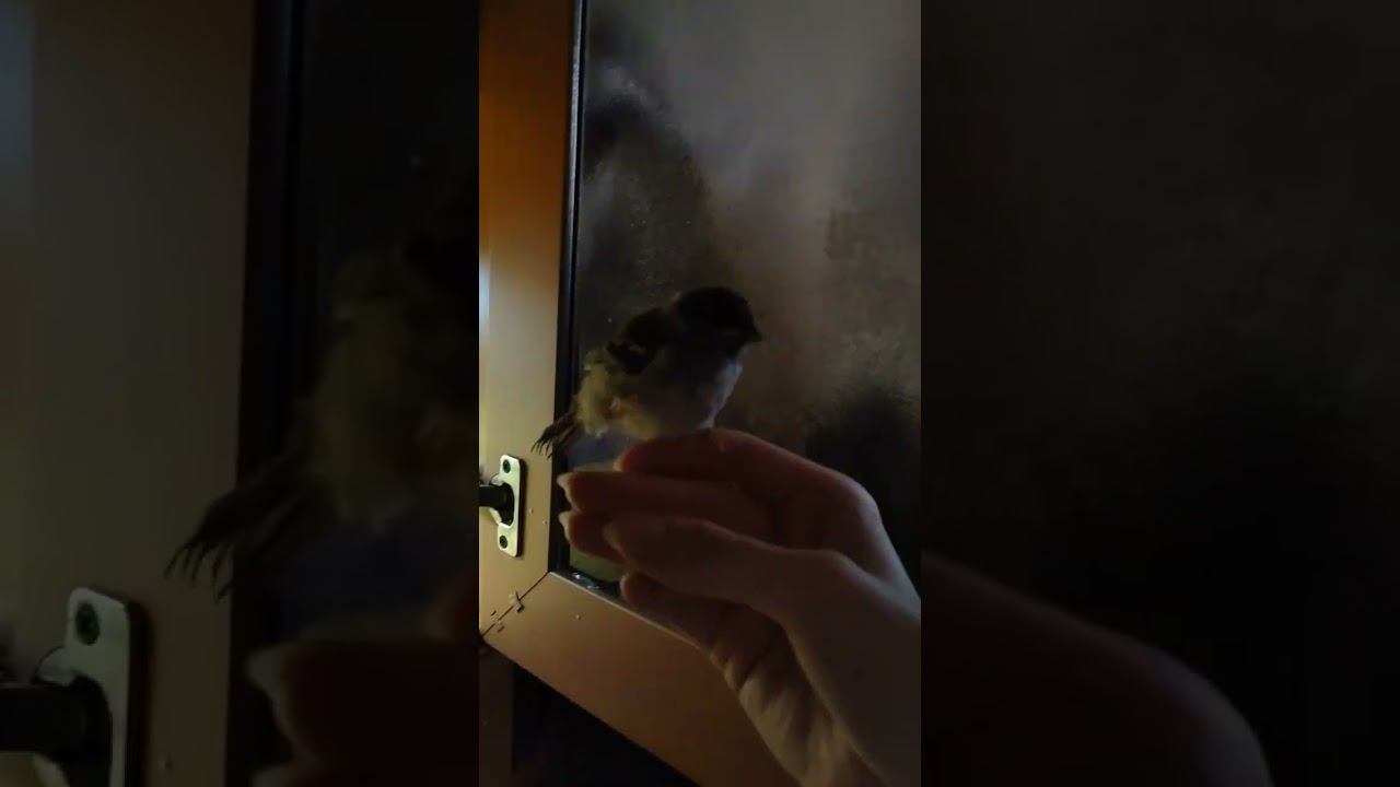23.06 (16 день у меня ) живет в шкафу т.к мои животные охотятся на него😅 смотреть онлайн