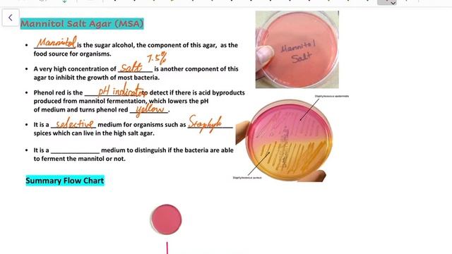 Mannitol Salt Agar (MSA) смотреть онлайн