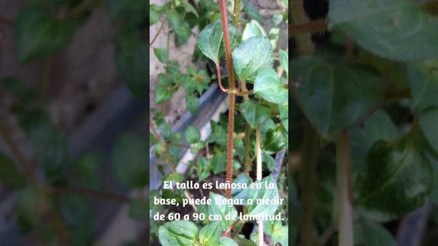 Heterotis rotundifolia o disotis, es una planta tropical originaria de África #flores #plantas смотреть онлайн