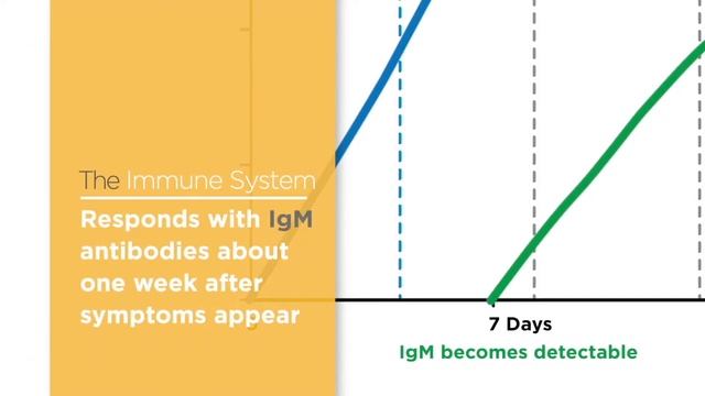 IgM IgG Antibody смотреть онлайн